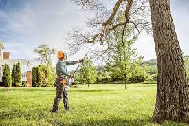 Professional Tree Removal Services in Dover, AR