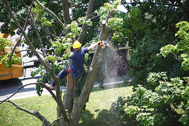 How Our Tree Care Process Works  in  Dover, AR